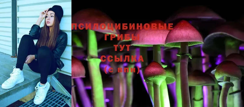 купить   Любим  Псилоцибиновые грибы Psilocybe 